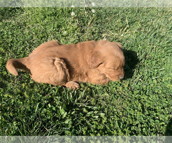Medium Photo #10 Golden Retriever Puppy For Sale in CLEVER, MO, USA
