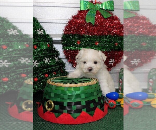 Medium Photo #3 Maltipoo Puppy For Sale in CASSVILLE, MO, USA