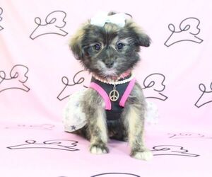 Pom-A-Poo Puppy for Sale in LAS VEGAS, Nevada USA