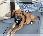 Small #10 Labrador Retriever-Plott Hound Mix