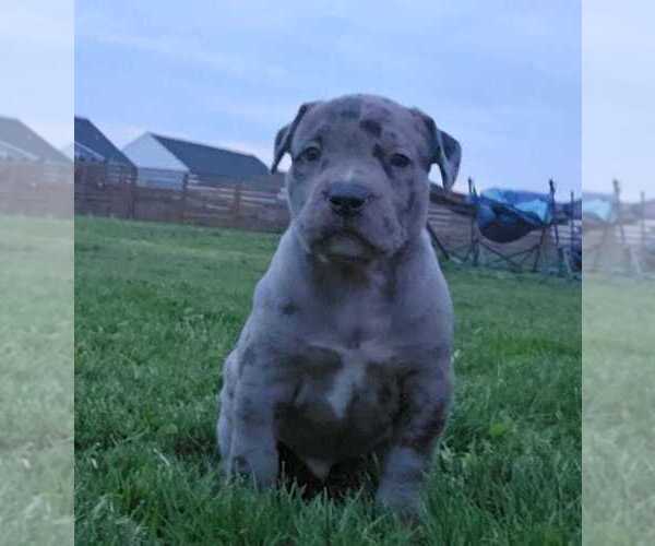 Medium Photo #8 American Bully Puppy For Sale in WEST MILTON, OH, USA
