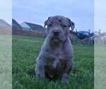 Small #7 American Bully