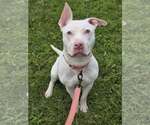 Small #1 American Pit Bull Terrier Mix