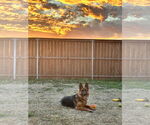Small #3 German Shepherd Dog