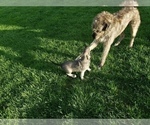 Small Photo #1 Irish Wolfhound Puppy For Sale in MONTGOMERY, IN, USA
