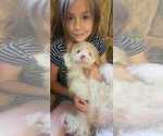 Small Photo #1 Aussiedoodle Miniature -Poodle (Miniature) Mix Puppy For Sale in POWDER SPRINGS, GA, USA