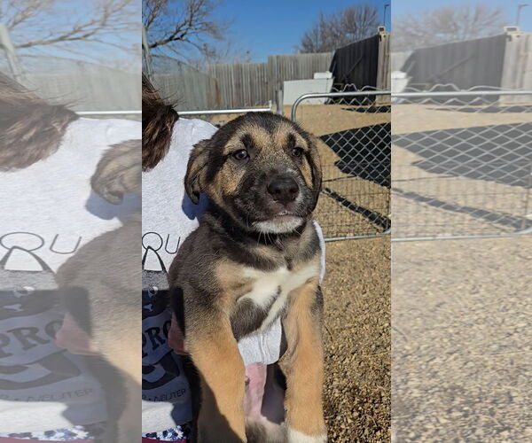 Medium Photo #1 Mutt Puppy For Sale in Estherville, IA, USA
