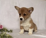 Small #2 Pembroke Welsh Corgi
