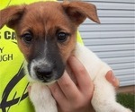 Small #2 Jack Russell Terrier-Norwegian Elkhound Mix