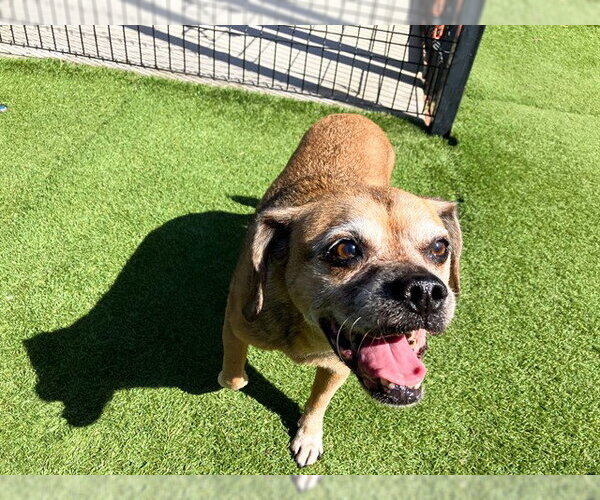 Medium Photo #1 Puggle Puppy For Sale in Orange, CA, USA