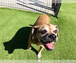 LEXI - Female Puggle Dog for Adoption - Small photo