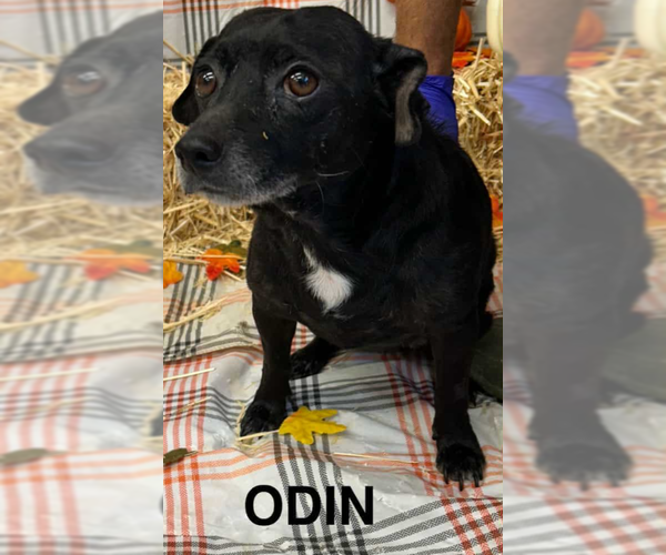 Medium Photo #1 Chihuahua-Unknown Mix Puppy For Sale in Cranston, RI, USA