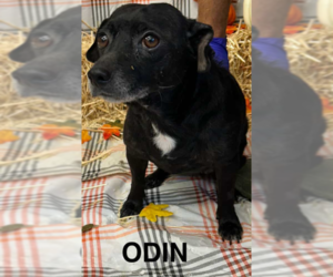 Chihuahua-Unknown Mix Dogs for adoption in Cranston, RI, USA