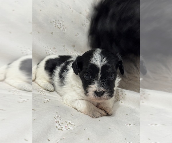 Medium Photo #4 Havanese Puppy For Sale in SATSUMA, FL, USA