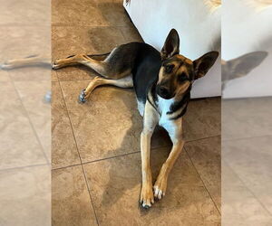 HOKU #2 - Female German Shepherd Dog-Unknown Mix Dog for Adoption - Photo #2