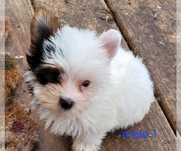 Medium Photo #5 Yorkshire Terrier Puppy For Sale in CONKLIN, NY, USA