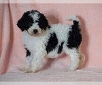 Small Poodle (Standard)-Shepadoodle Mix
