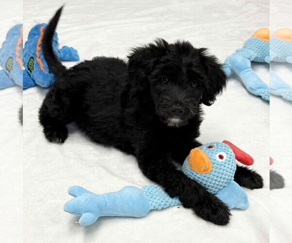 Medium Photo #3 Labrador Retriever-Unknown Mix Puppy For Sale in Mechanicsburg, PA, USA