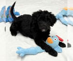 Small #2 Labrador Retriever Mix