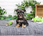 Small #1 Schnauzer (Miniature)