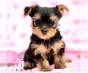 Yorkshire Terrier Puppy for sale in RONKS, PA, USA