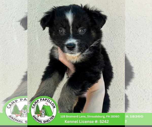 Medium Photo #1 Australian Mountain Dog Puppy For Sale in Stroudsburg, PA, USA