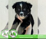 Flo - Female Australian Mountain Dog Dog for Adoption - Small photo