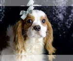 Puppy Macho AKC Cavalier King Charles Spaniel