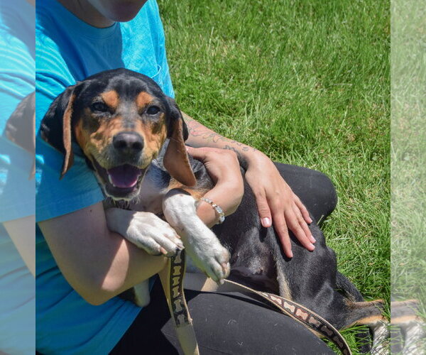 Medium Photo #2 Treeing Walker Coonhound Puppy For Sale in Huntley, IL, USA