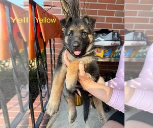 German Shepherd Dog Puppy for sale in VIRGINIA BEACH, VA, USA