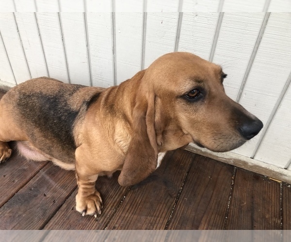 Full screen Photo #1 Basset Hound Puppy For Sale in HARTVILLE, MO, USA