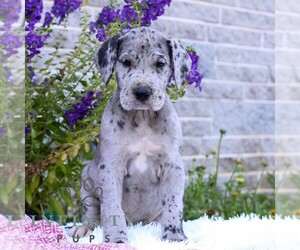 Great Dane Puppy for sale in LEBANON, PA, USA