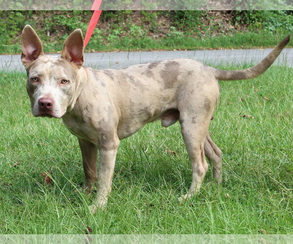 Medium Photo #4 Catahoula Bulldog Puppy For Sale in Prattville, AL, USA