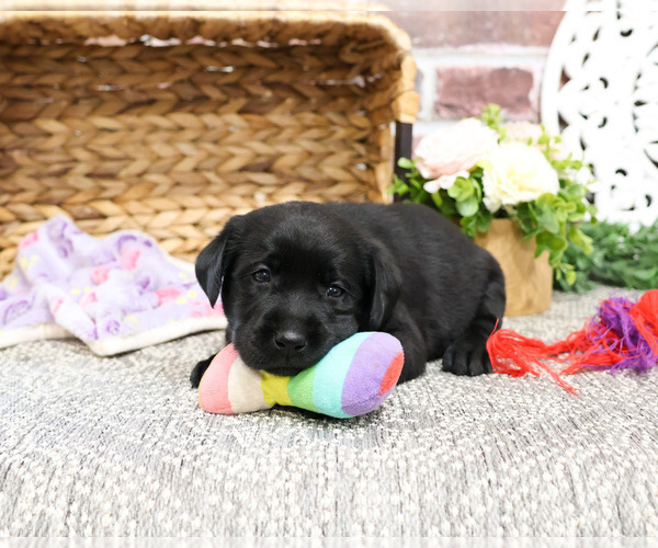 Medium Photo #6 Labrador Retriever Puppy For Sale in SYRACUSE, IN, USA