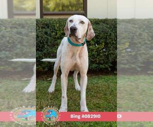 BING - Male Labrador Retriever-Unknown Mix Dog for Adoption - Photo #2
