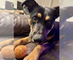 Small #13 Rottweiler Mix