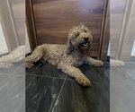 Small Photo #1 Goldendoodle (Miniature) Puppy For Sale in CHULA VISTA, CA, USA