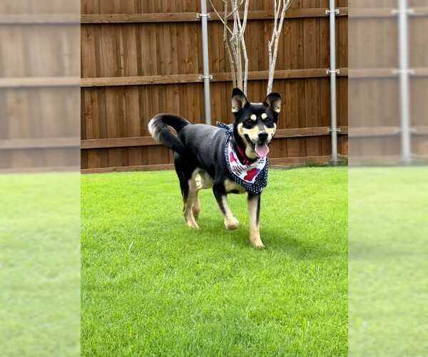 Medium Photo #7 Mutt Puppy For Sale in Rowlett, TX, USA