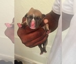 Small Photo #4 American Pit Bull Terrier Puppy For Sale in NEWARK, NJ, USA