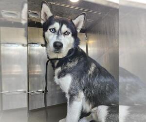 - Mix Dogs for adoption in San Antonio, TX, USA