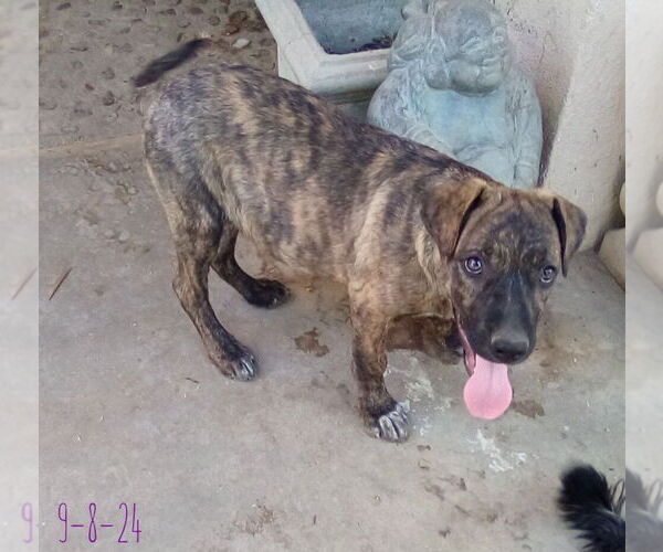 Medium Photo #5 Mutt Puppy For Sale in Apple Valley, CA, USA
