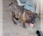 Small #4 Mutt