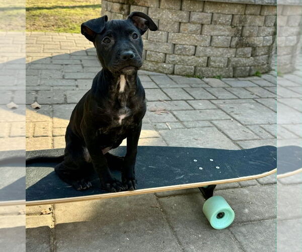 Medium Photo #5 American Pit Bull Terrier-American Staffordshire Terrier Mix Puppy For Sale in Chester, VA, USA
