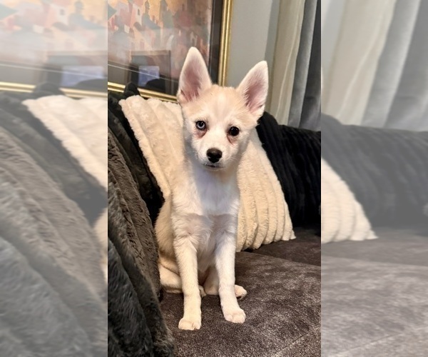 Medium Photo #145 Pomsky Puppy For Sale in LOVELAND, CO, USA
