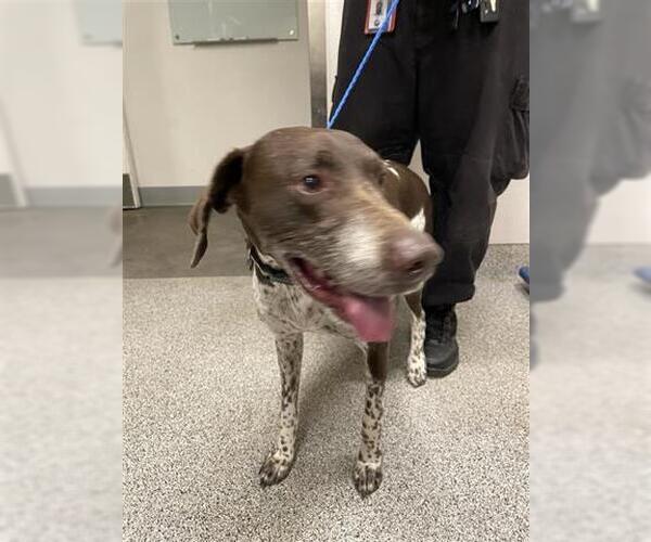 Medium Photo #1 German Shorthaired Pointer Puppy For Sale in Houston, TX, USA