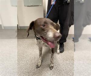 German Shorthaired Pointer Dogs for adoption in Houston, TX, USA