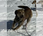 Small #2 Golden Retriever Mix