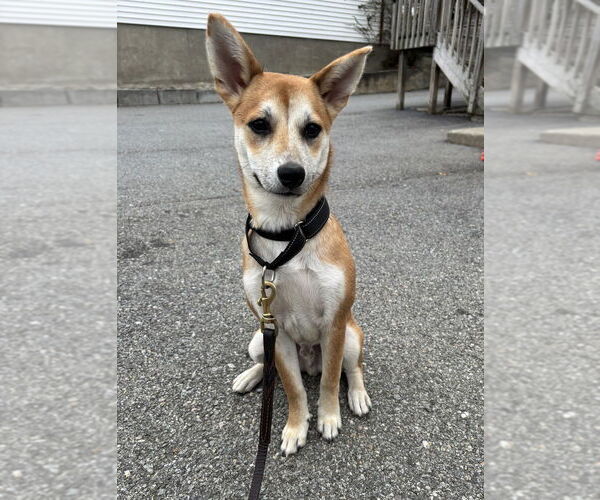 Medium Photo #6 Chihuahua-Spaniel Mix Puppy For Sale in Brewster, NY, USA