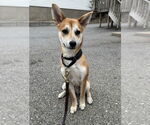 Small #5 Chihuahua-Spaniel Mix