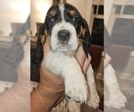 Small Photo #40 Basset Hound Puppy For Sale in BYHALIA, MS, USA